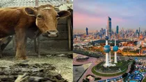 Kuwait wants cow dung from India 