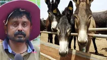 Karnataka man donkey milk farming