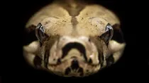 A man took the snake in a bottle to the hospital (photo - Unsplash.com)