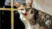 Karnataka police station deploy cats