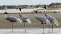 Sarus crane