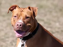 Pitbull