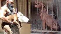 lucknow-pitbull-dog-murder