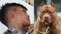 Punjab Pitbull attack 