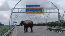 An elephant on the Agra Expressway