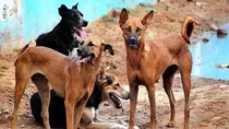 strays-dogs