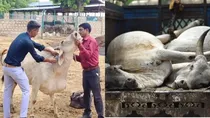 Rajasthan Cows Lumpy Skin Disease
