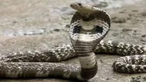 Snake Representational Image