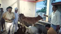 cow_death_in_amroha