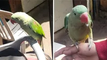 maharashtra-pune-parrot