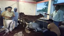 amroha cow death 9 arrested uttar pradesh 