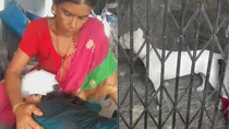 Gurugram pitbull attack