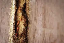 Termites in furniture