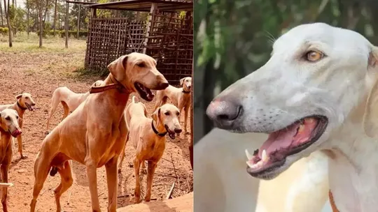 symbolic image maratha mudhol hounds