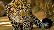 leopard jalgaon maharashtra lady 13 hours in water 