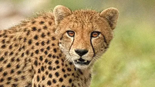 Cheetah