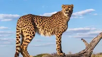 cheetah 