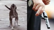 man shoots dog to death