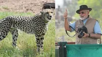 narendra-modi-cheetah-kuno_national_park