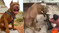 pitbull attack cow