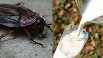 cockroach and milk