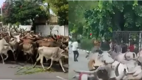 gujarat cow shelter trust protest banaskantha 