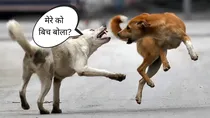 why saying hindi kutta and kutiya is not wrong