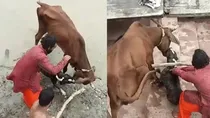 pitbull-ban-in-kanpur
