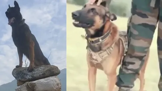 Army assault dog Zoom