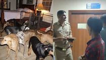dogs attack infant in noida society