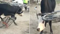 Bull Viral Video
