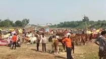 Donkey fare held in chitrakoot satna Madhya Pradesh