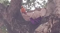 Lucknow man climbing on tree