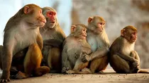 Man attacked by monkeys in Firozabad dies