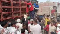 Man distributes a truck full of Chicken in Uttar Pradesh's Shamli district
