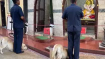 Dog Viral Video