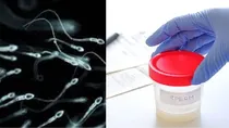 worldwide decline in sperm counts