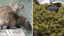 Rats Ganja Viral News