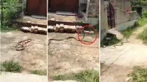 Snake Slipper Viral Video