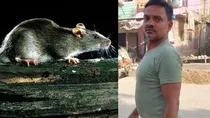 Budaun rat drowned in drain