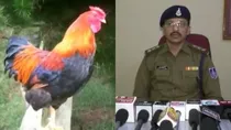 MP Indore cock crowing doctor