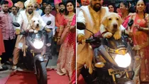 Dog In Wedding Video Viral