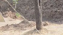 Leopard Hiding Viral Photo