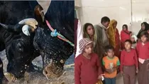 Bulls entered in Bahraich government primary school