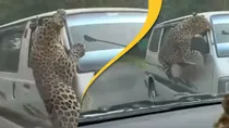 Leopard Viral Video