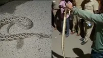 Tamilnadu Snake