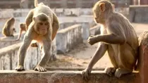 Monkey threw baby from the roof in Banda