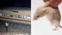 Rat rang fire alarm midnight Saptkranti train