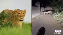 Gir Lions video