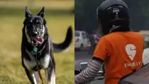 Hyderabad delivery agent injured after dog chased him